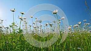 Daisie in a field sway in the wind. Nature beauty concept. Daisy meadow. Low angle view.
