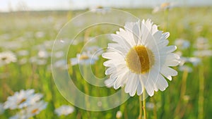 Daisie in a field sway in the wind. Nature beauty concept. Daisy meadow. Macro view.