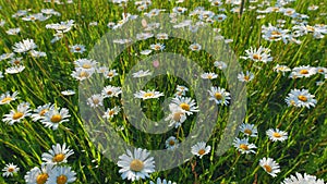 Daisie in a field sway in the wind. Nature beauty concept. Daisy meadow. Slow motion.