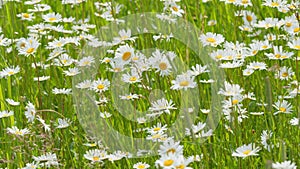 Daisie in a field sway in the wind. Nature beauty concept. Daisy meadow. Slow motion.