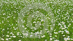 Daisie in a field sway in the wind. Nature beauty concept. Daisy meadow. Wide shot.