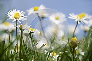 Daisies photo