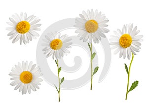 Daisies