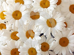 Daisies