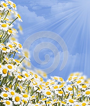 Daisies photo