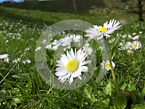 Daisies photo