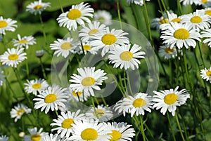 Daisies