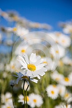 Daisies