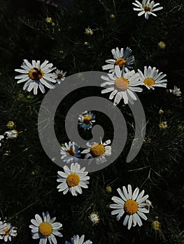 Daisies