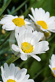 Daisies