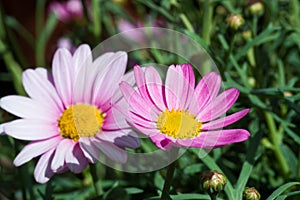 Daisies