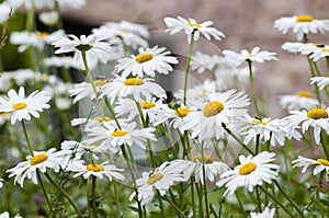 Daisies