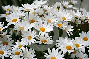 Daisies photo