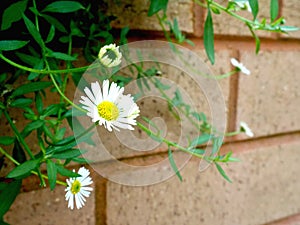 Daisies