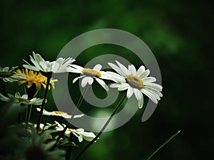 Daisies