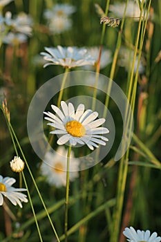 Daisies