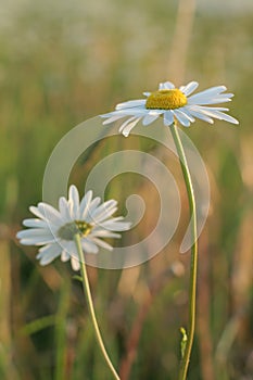 Daisies