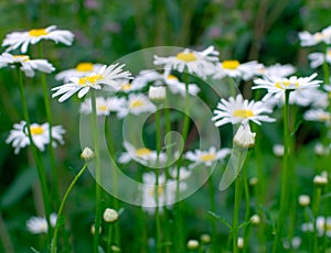 Daisies