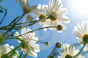 Daisies against blue sky