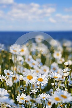 Daisies against the sky and sea