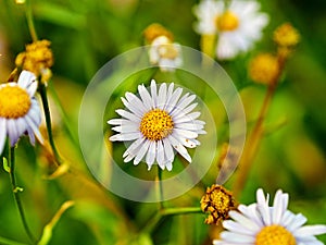 daisies in the autumn garden