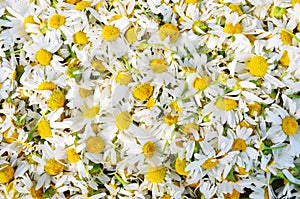 Daisies background