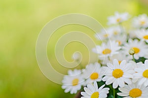 Daisies background photo