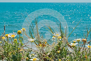 Daisies on the beach