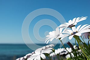 Daisies by the beach photo