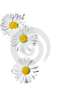 daisies (Bellis perennis)