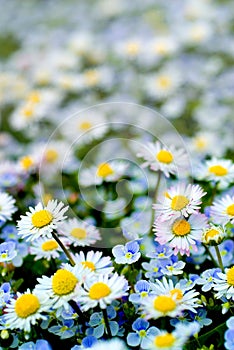 Daisies (Bellis Perennis) and Speedwell