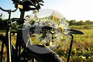 Daisies on bicycle seat and wheel in sunshine, summer sunset fie