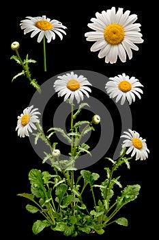 Daisies on the black background