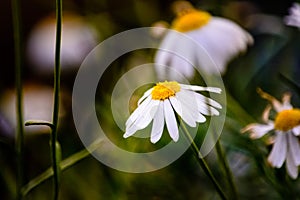 Daisies in bloom