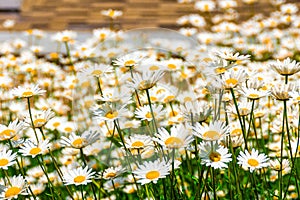 Daisies bloom in a large flower bed, some of the flowers are photographed close-up