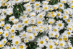 Daisies bloom on a meadow in spring