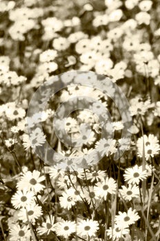 Daisies in bloom, vintage miniature style