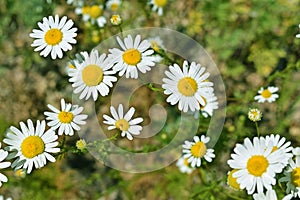 Daisies bloomed in the meadow.