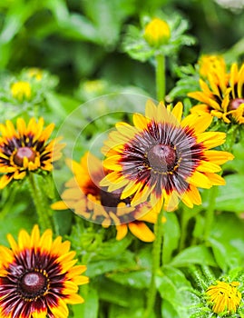 Daisies blooming in the Garden