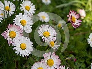 Daisies blooming in the grass