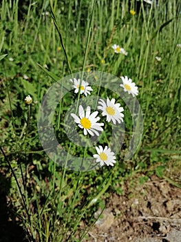 Daisies blooming wildly on the roads