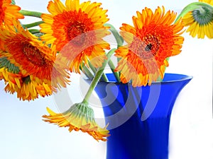 Daisies on blue vase