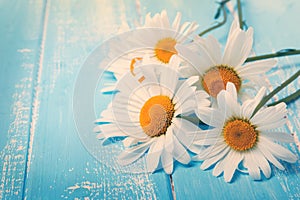 Daisies on blue wooden table. Toned photo