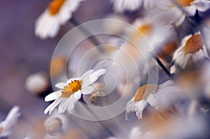 Daisies Blurred Background