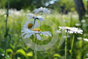 Daisies on blurred background of summer garden. Beautiful flowers with white petals and yellow cores