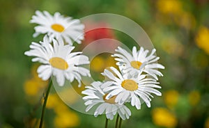 Daisies on Blurred Meadow