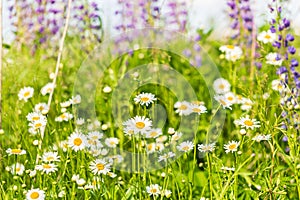 Daisies in the bright green grass. purple lupins in the background