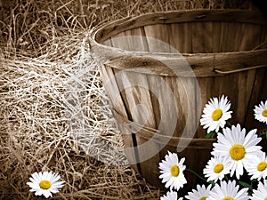 daisies with bushel basket