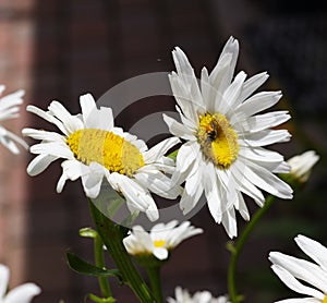 Daisies with a busy bee collecting pollen