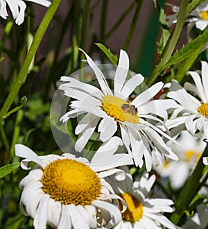 Daisies with a busy bee collecting pollen in the sun